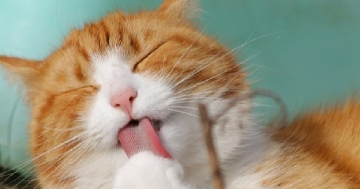 Do cats like humans? Scientists finally found the answer.