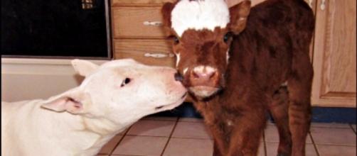 Saved From Auction, Mini Baby Cow Is Now Just One Of The Dogs ... - theanimalrescuesite.com