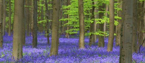 Il segreto della foresta blu di Halle in Belgio