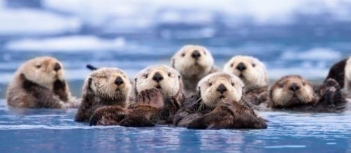 The Effort To Re Introduce Sea Otters To Southern California ... - mountainandsea.org