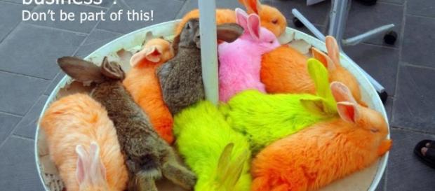Tierrechtler protestieren gegen gefärbte Küken | Tierschutz4all - tierschutz4all.de Tierrechtler protestieren gegen gefärbte Küken | Tierschutz4all - tierschutz4all.de