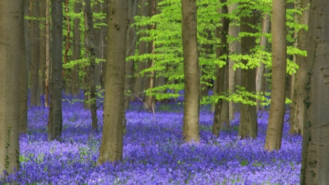 Il segreto della foresta blu di Halle in Belgio