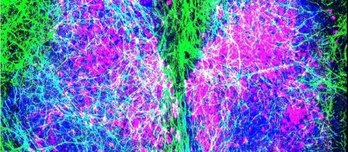 Astrocytes Set the Pace of Our Body Clocks | Technology Networks - technologynetworks.com