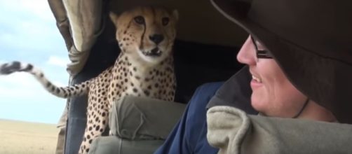 Il ghepardo sale sull'auto dei turisti (foto da Youtube @TheFlippinDeal)