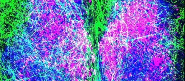 Astrocytes Set the Pace of Our Body Clocks | Technology Networks - technologynetworks.com Astrocytes Set the Pace of Our Body Clocks | Technology Networks - technologynetworks.com