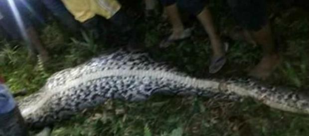 Foi nesse estado que eles encontraram a píton Foi nesse estado que eles encontraram a píton