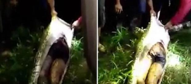 Homem que estava desaparecido é encontrado morto dentro de uma cobra Homem que estava desaparecido é encontrado morto dentro de uma cobra
