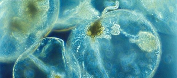 Noctiluca scintillans (Creative Commons Attribution 3.0 License) Noctiluca scintillans (Creative Commons Attribution 3.0 License)