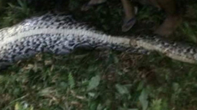 Pitone ingerisce corpo di ragazzo in Indonesia (foto - tpi.it)