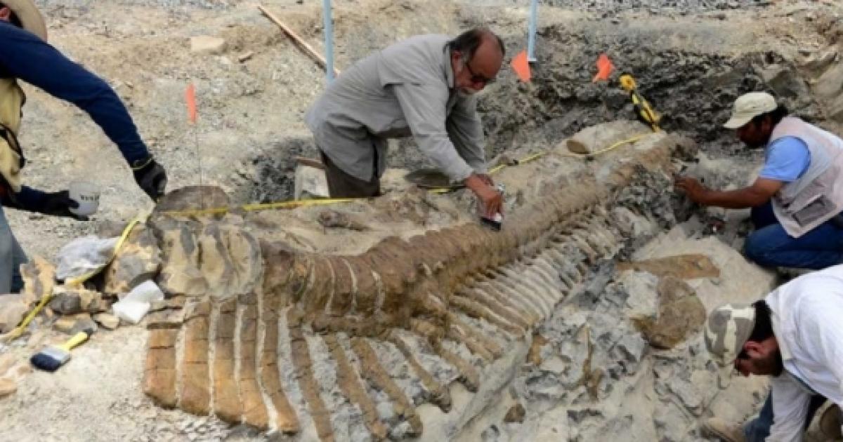 Jurassic Park The world's largest dinosaur footprints discovered in Australia