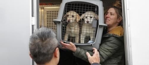 46 dogs, saved from slaughter, arrive in N.Y. from South Korea ... - columbian.com