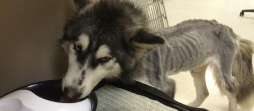 Owner Of Abused Husky Dog May Face $75k Fine and Jail Time For Two ... - wordpress.com
