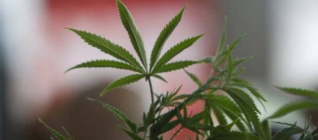 cannabis-pflanze.jpg - faz.net cannabis-pflanze.jpg - faz.net