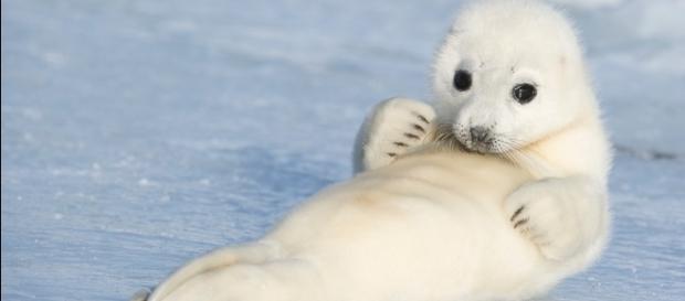 A foca-da-Groenlândia parece um bichinho de pelúcia A foca-da-Groenlândia parece um bichinho de pelúcia