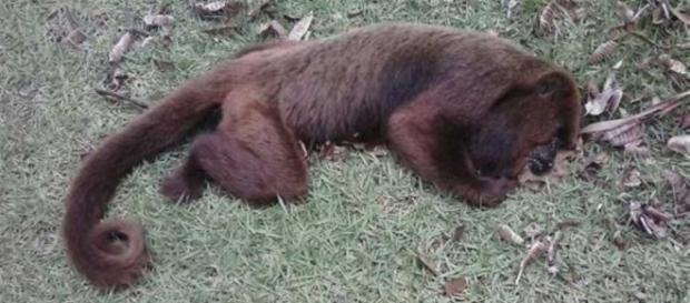 Macaco é achado morto em Campos/RJ Macaco é achado morto em Campos/RJ