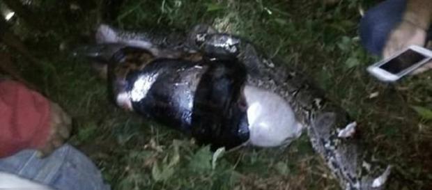 Jovem é morto por uma cobra píton Jovem é morto por uma cobra píton