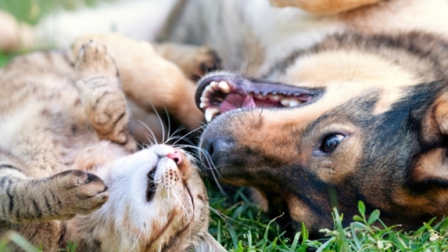 Come far convivere insieme cane e gatto - Non sprecare - nonsprecare.it