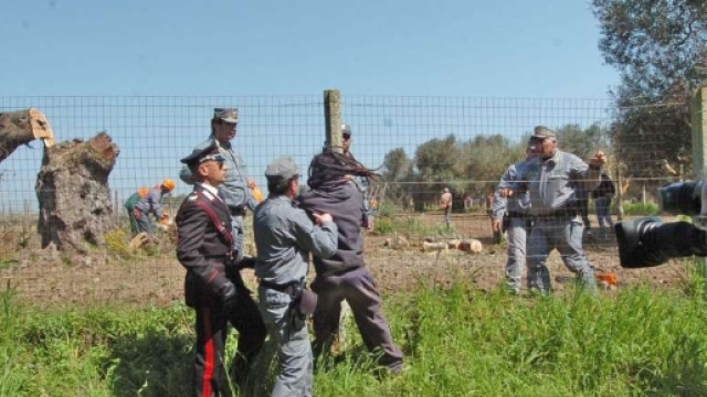 Momenti di concitazione durante l'eradicazione degli ulivi