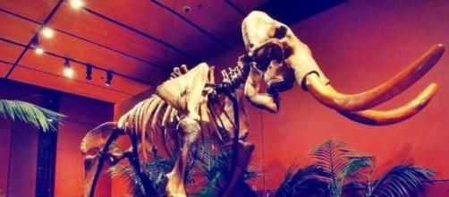 Los mamuts lanudos sufrieron una "fusión" genética antes de la extinción by BBC News