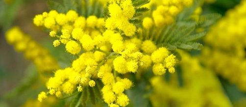 Mimosa, fiore simbolo dell'8 marzo