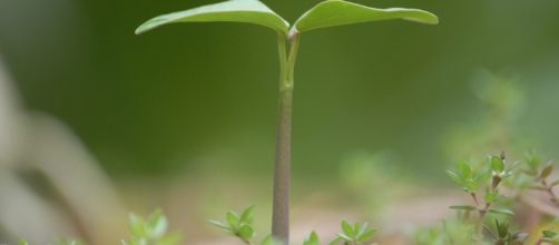 Plants Are Smarter than You Think - organicconsumers.org