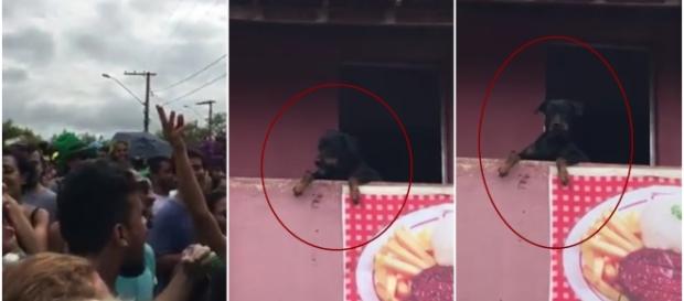 Cão não entendeu nada do que estava acontecendo Cão não entendeu nada do que estava acontecendo