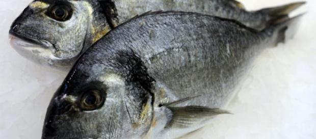 Ernährung: Ist der Verzehr von Fisch wirklich so gesund? - WELT - welt.de Ernährung: Ist der Verzehr von Fisch wirklich so gesund? - WELT - welt.de