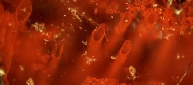 Formas tubulares ricas em ferro localizadas no Canadá seriam evidência de vida mais antiga da terra Formas tubulares ricas em ferro localizadas no Canadá seriam evidência de vida mais antiga da terra