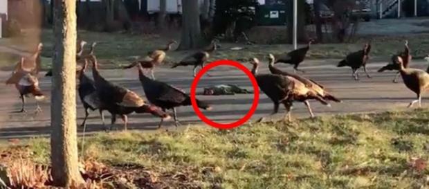 Perus selvagens protagonizaram uma cena que viralizou no Twitter. Perus selvagens protagonizaram uma cena que viralizou no Twitter.