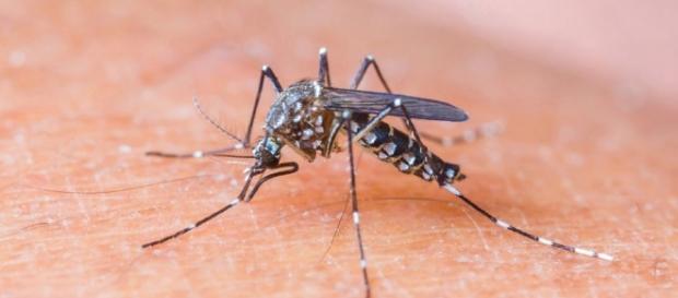 Imagem do mosquito causador da Zika. Imagem do mosquito causador da Zika.