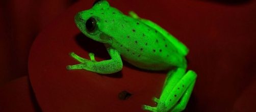 Meet the fluorescent frog: A new species found in Argentina - pulseheadlines.com