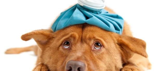 Saiba se o seu cachorro está doente - Nutricol Alimentos - com.br Saiba se o seu cachorro está doente - Nutricol Alimentos - com.br