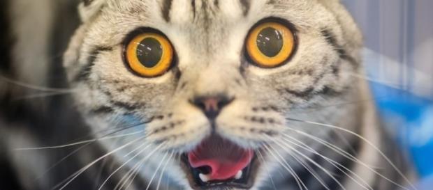 You're Not Crazy. Your Cat IS Talking To You. - thedodo.com You're Not Crazy. Your Cat IS Talking To You. - thedodo.com
