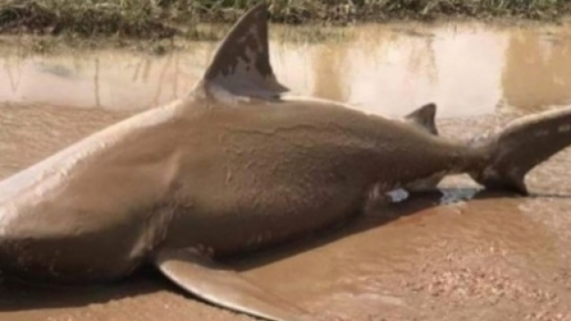 Squalo toro ritrovato in una pozzanghera nel Queensland.