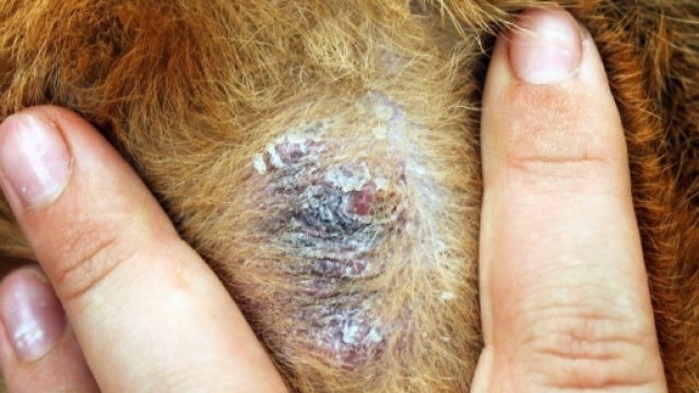 Un'affezione da Leishmaniosi su cane