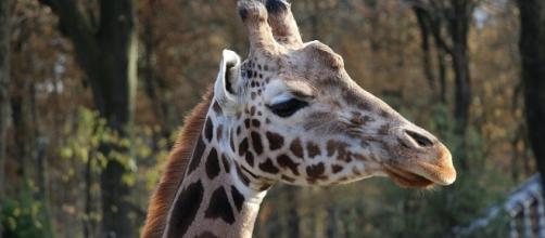 Giraffe at zoo-Image by Pixabay