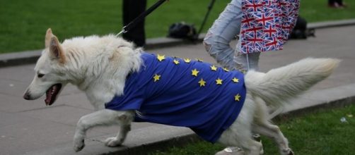 Gli effetti della Brexit su cani e gatti: spostamenti a rischio ... - lastampa.it