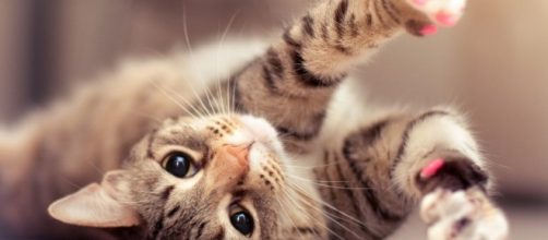Los beneficios de tener un gato como mascota | Astrolabio - com.mx