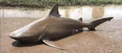 Man-eating shark found on Aussie ROAD amid Cyclone Debbie chaos as ... - thesun.co.uk