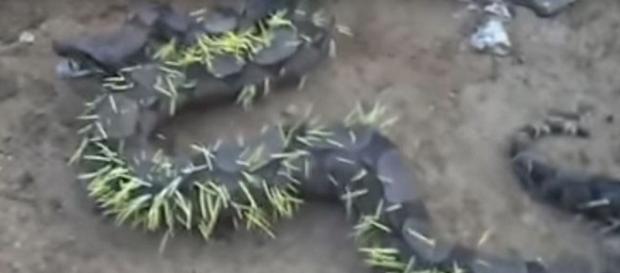 Cobra ficou cheia de espinhos em todo o corpo após ser atacada por porco espinho Cobra ficou cheia de espinhos em todo o corpo após ser atacada por porco espinho