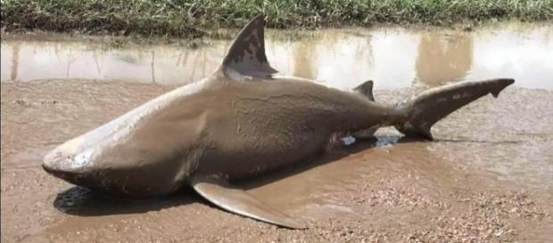 Man-eating shark found on Aussie ROAD amid Cyclone Debbie chaos as ... - thesun.co.uk Man-eating shark found on Aussie ROAD amid Cyclone Debbie chaos as ... - thesun.co.uk