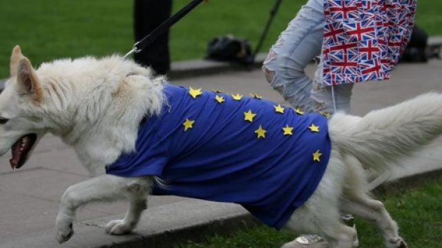 Gli effetti della Brexit su cani e gatti: spostamenti a rischio ... - lastampa.it