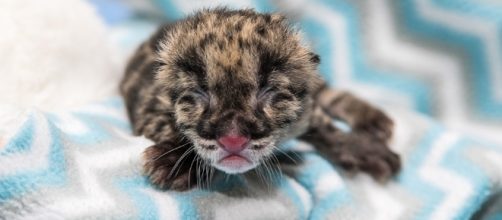 Nashville Zoo & Smithsonian Make History with Birth of Clouded Leopard - nashvillezoo.org
