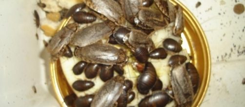 Nauphoeta Cinerea, la specie utilizzata per fare la farina di scarafaggi | fonte immagine: Arachnoboards - arachnoboards.com