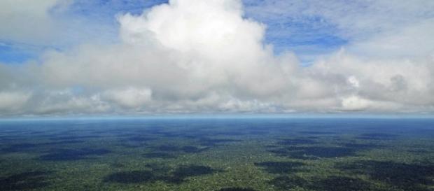 Bioma amazônico - a maior reserva de seres vivos do mundo Bioma amazônico - a maior reserva de seres vivos do mundo