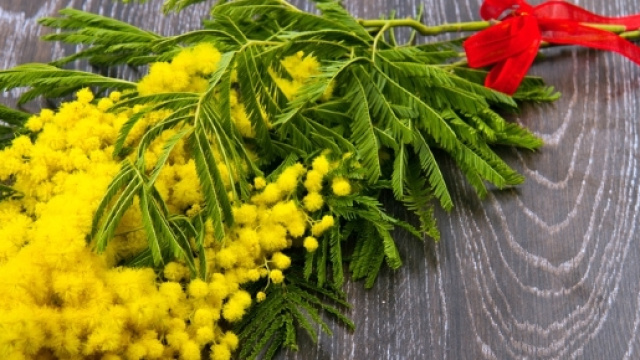 Festa della donna 2017 | frasi, dediche e immagini pronte da inviare anche su WhatSapp.