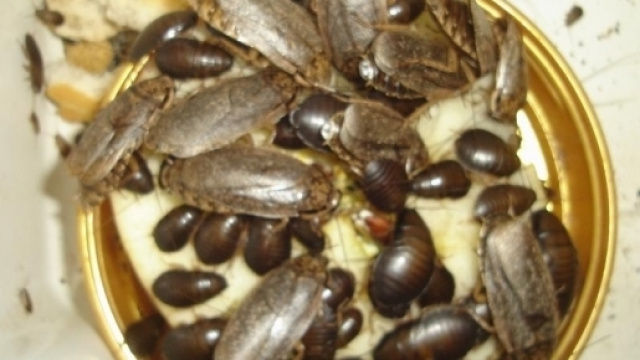 Nauphoeta Cinerea, la specie utilizzata per fare la farina di scarafaggi | fonte immagine: Arachnoboards - arachnoboards.com