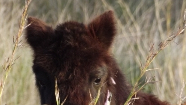 Vaccin antirabique: le plus tôt est le mieux !