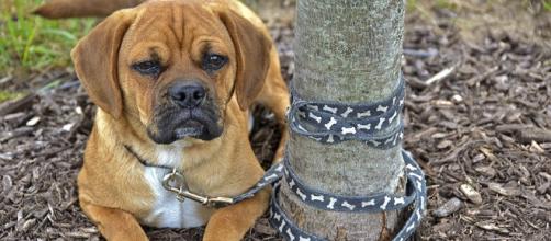 Bill would outlaw tethering dogs, other pets | Headlines ... - insidenova.com