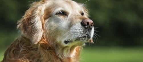The 10 Health Benefits Of Dogs (And One Health Risk) | The ... - huffingtonpost.com